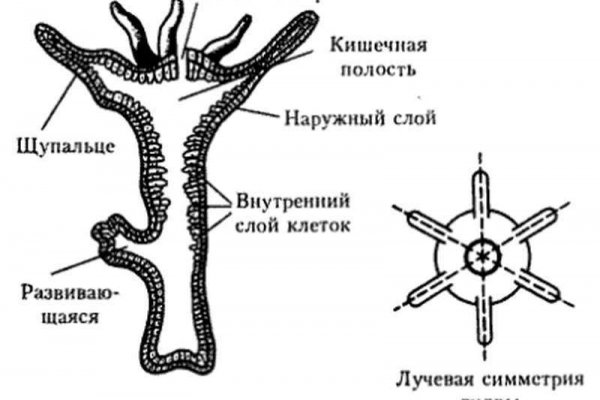 Кракен at