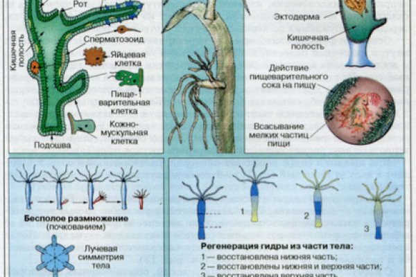 Кракен купить порошок